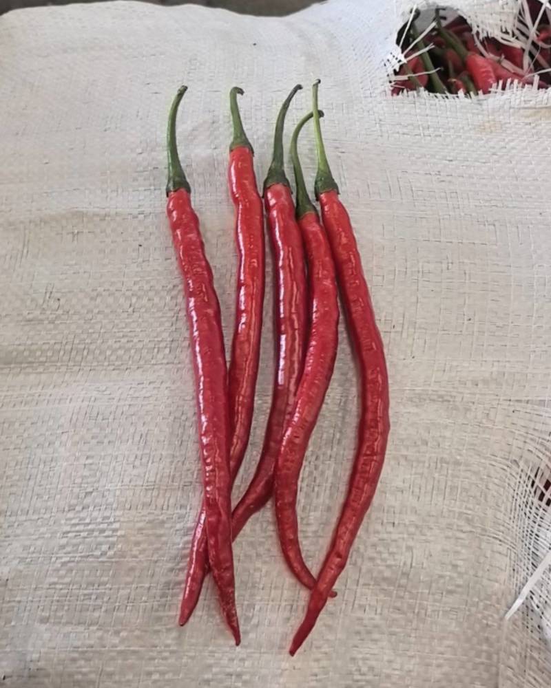 二荆条