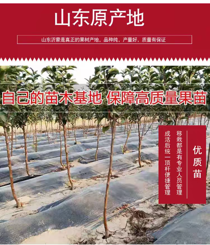 果园直发苹果树苗众诚1号3号秦冠花牛苹果包品种成活