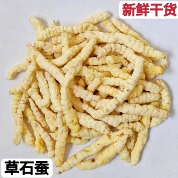 中药材草石蚕干货土冬虫草白虫草地蚕新货草石蚕500