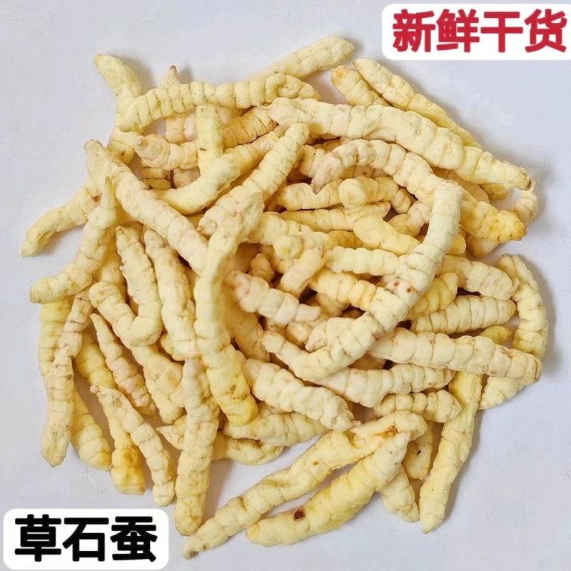 中药材草石蚕干货土冬虫草白虫草地蚕新货草石蚕500