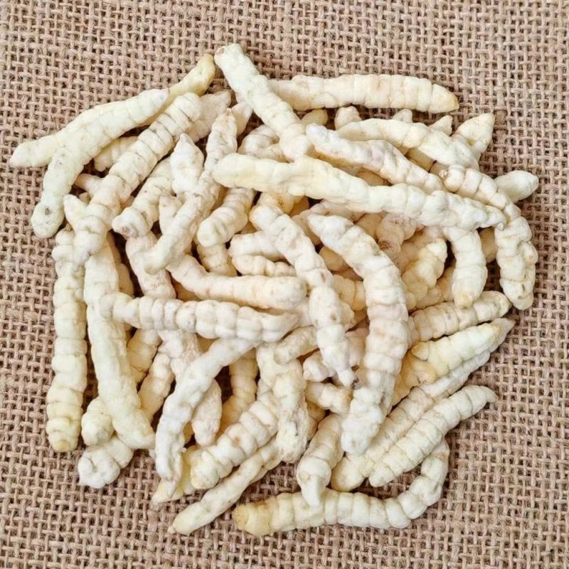 中药材草石蚕干货土冬虫草白虫草地蚕新货草石蚕500