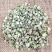白蒺藜中药材蒺藜刺蒺藜白蒺藜硬蒺藜三角刺