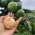贵州三都沃屯蜜桔