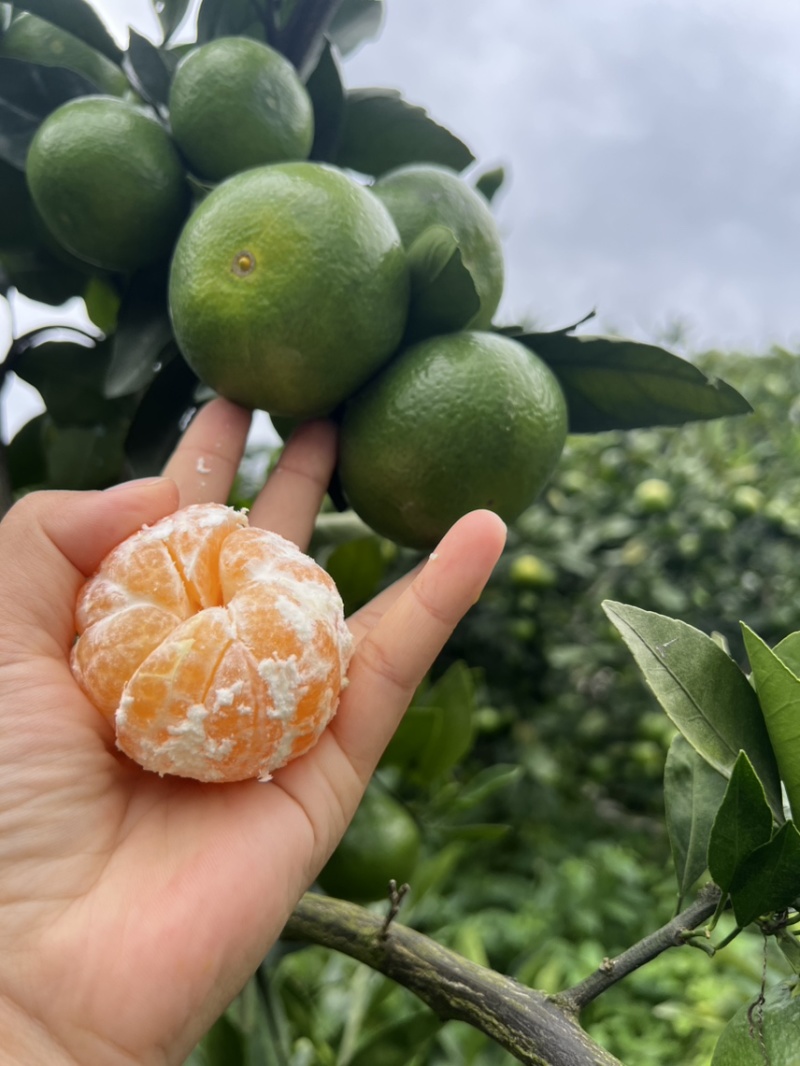 贵州三都沃屯蜜桔