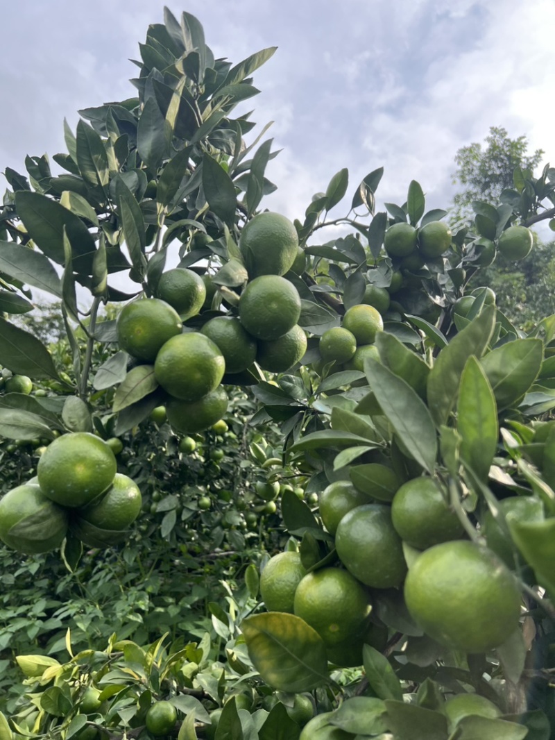 贵州三都沃屯蜜桔