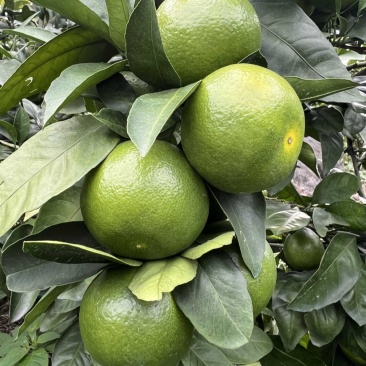 贵州三都沃屯蜜桔