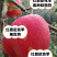 果园直发苹果苗中秋王烟富6秦脆红富士冰糖心包对版成