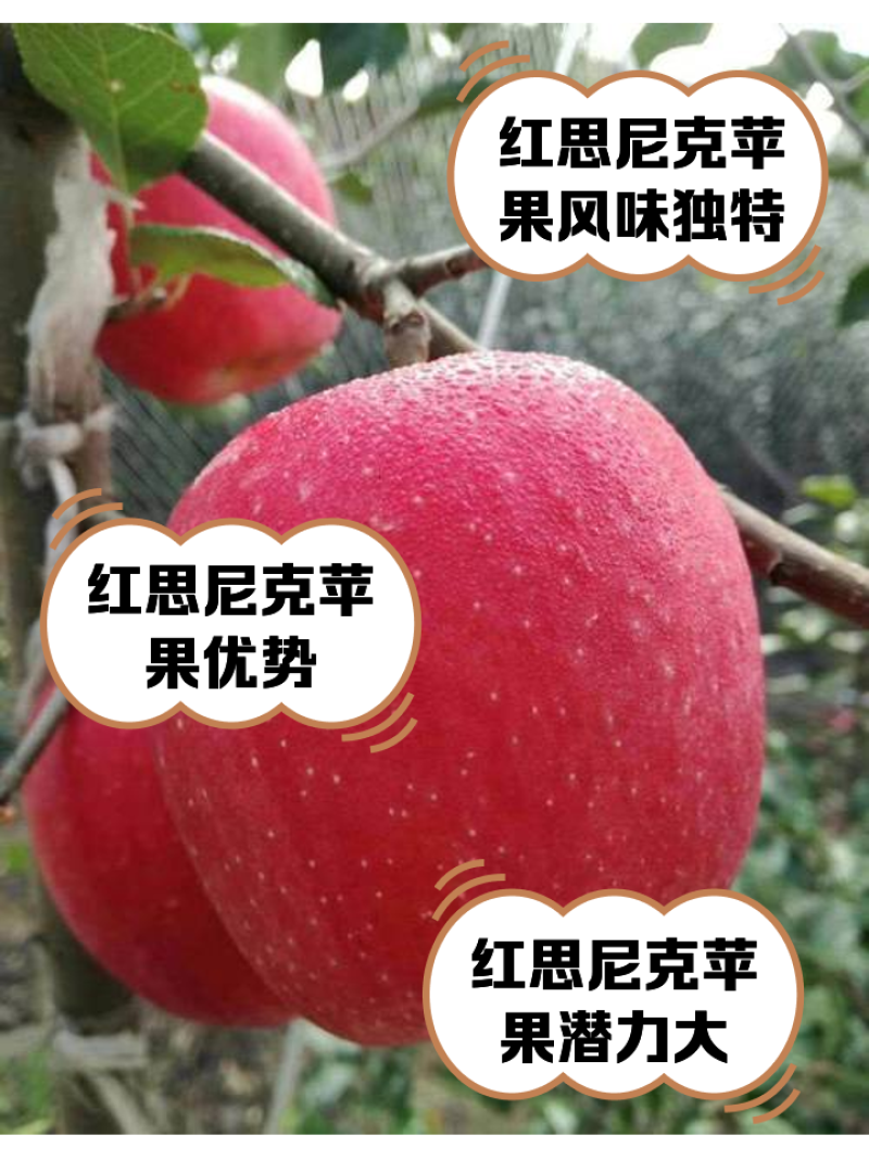 果园直发苹果苗中秋王烟富6秦脆红富士冰糖心包对版成
