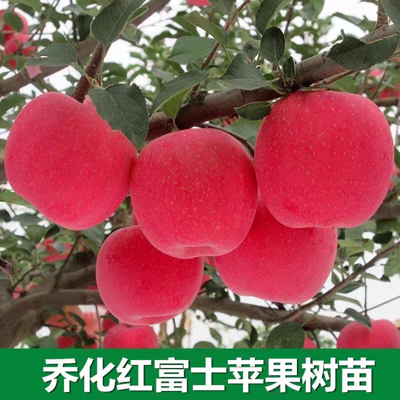 果园直发苹果苗中秋王烟富6秦脆红富士冰糖心包对版成