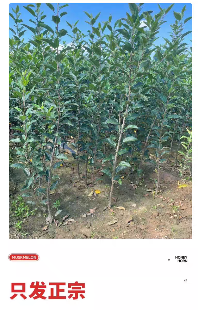 果园直发苹果苗中秋王烟富6秦脆红富士冰糖心包对版成