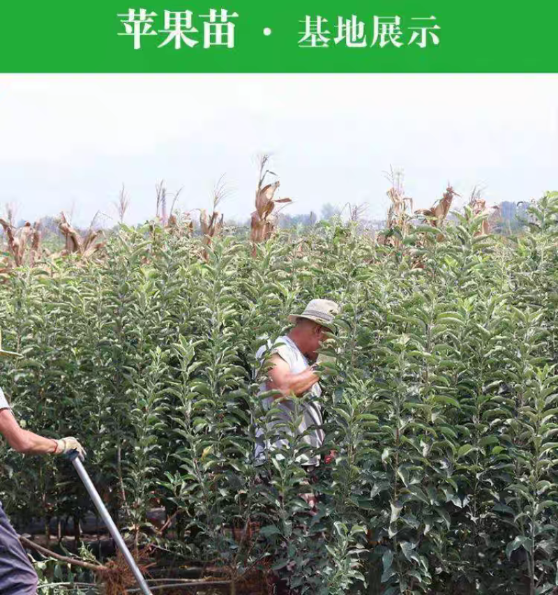 果园直发苹果苗中秋王烟富6秦脆红富士冰糖心包对版成