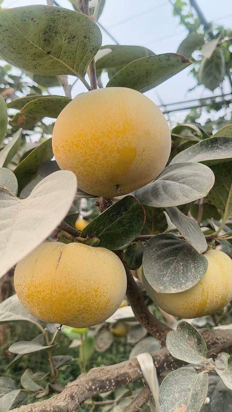 太秋甜柿，入口即化甜而不腻