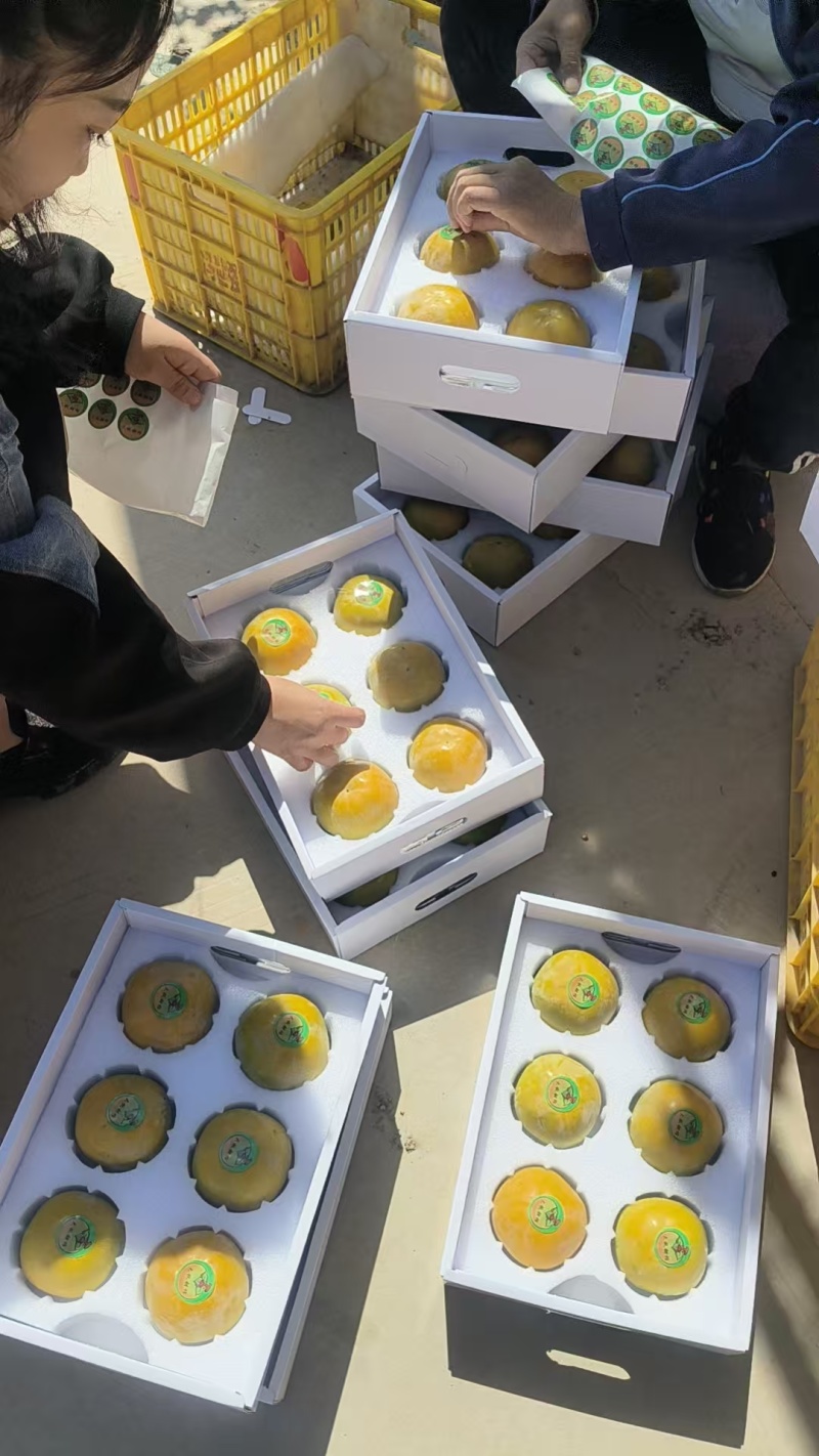 太秋甜柿，入口即化甜而不腻