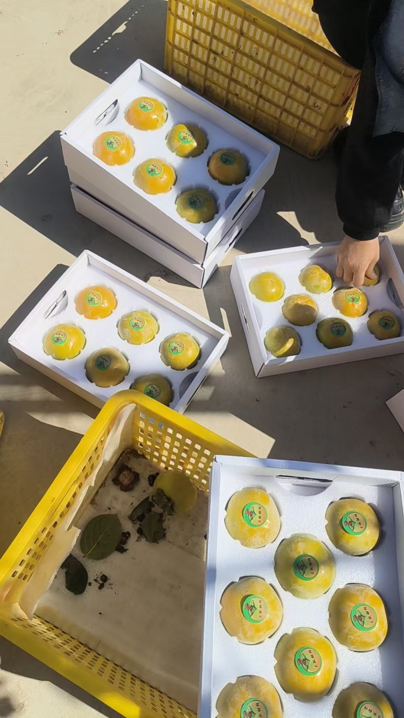 太秋甜柿，入口即化甜而不腻