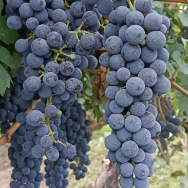新疆玛纳斯县园艺场种植的赤霞珠酿酒葡萄
