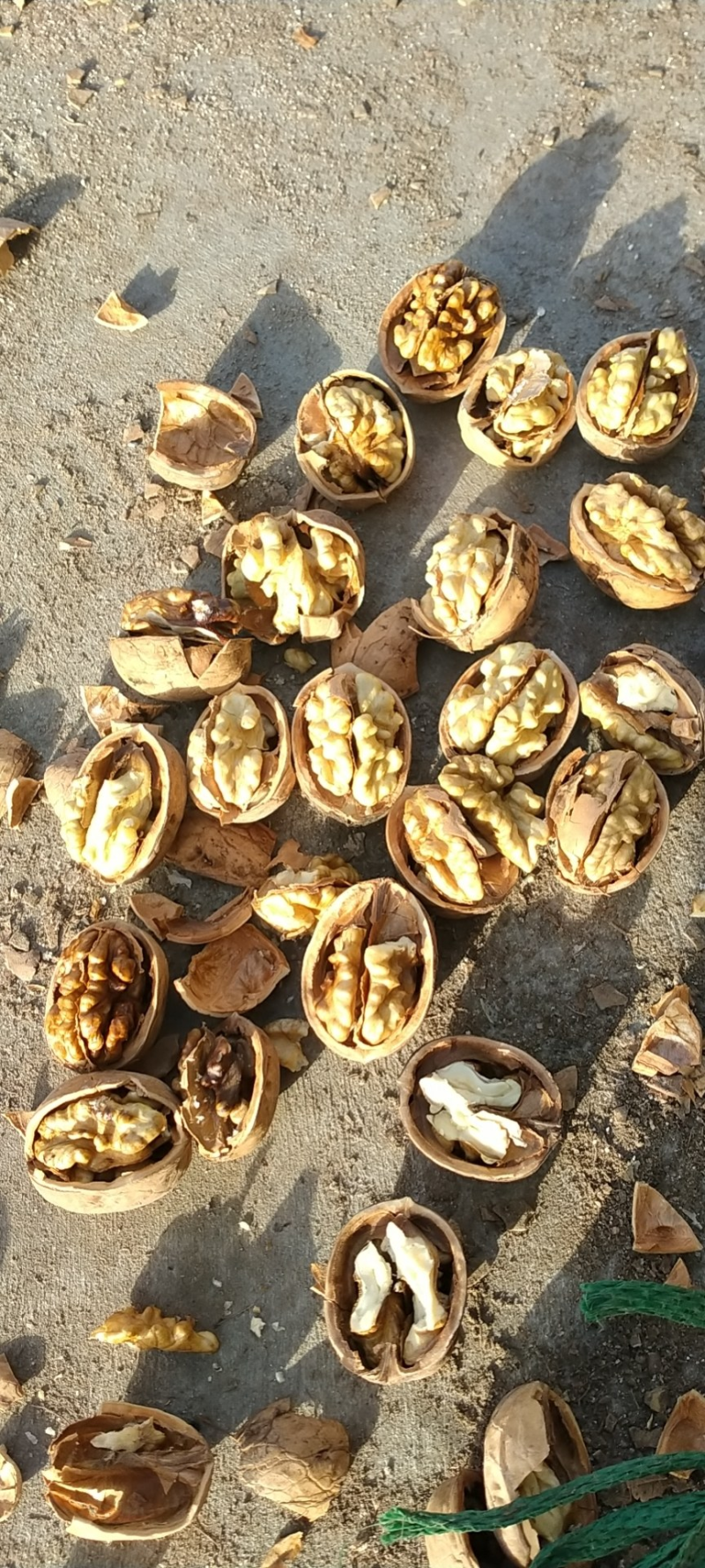 低价批发薄皮新疆185核桃仁尖白尖普规格齐全，新鲜饱满