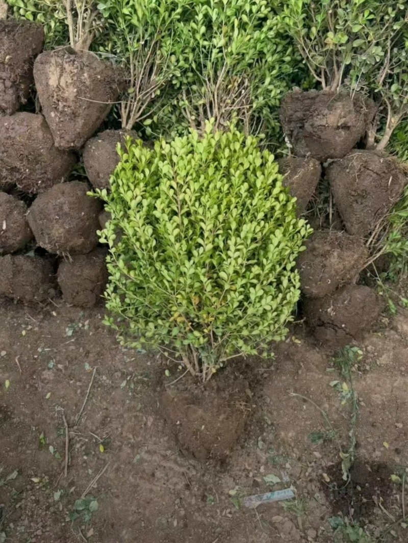 苗圃大量出售冠幅40厘米瓜子黄杨球