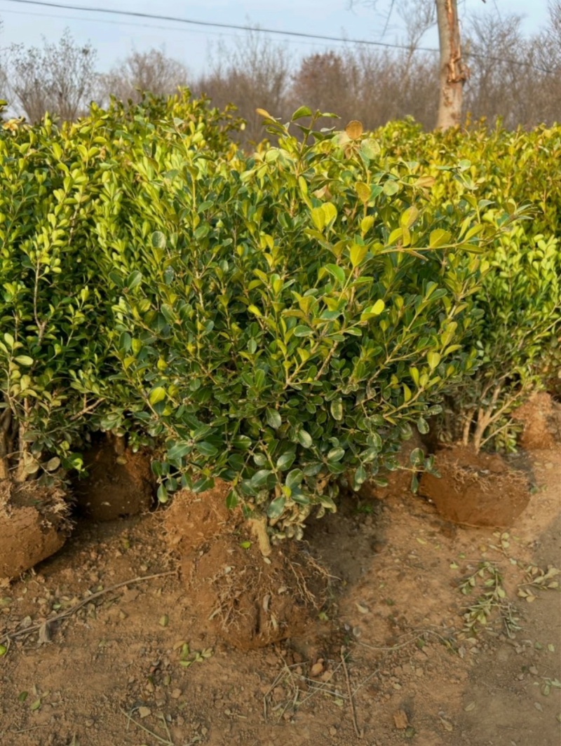 苗圃大量出售冠幅40厘米瓜子黄杨球