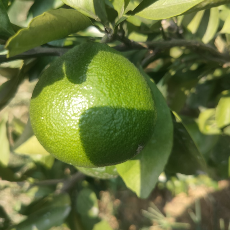 湖南石门蜜橘，拉运费回来的，0.5一斤