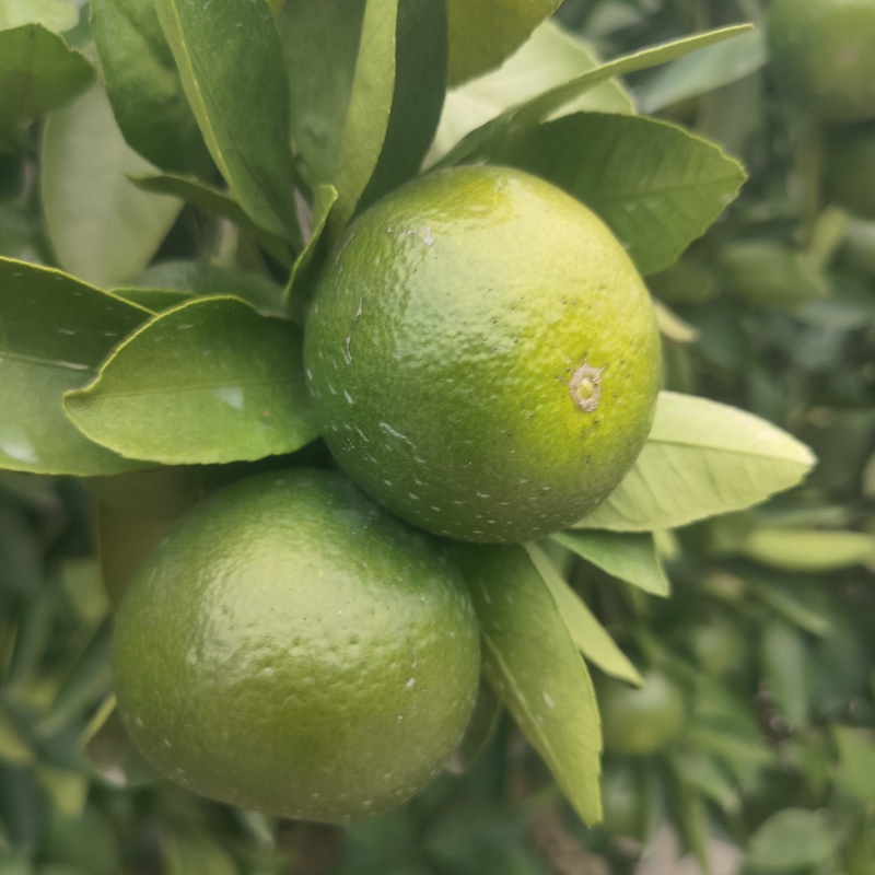 湖南石门蜜橘，拉运费回来的，0.5一斤