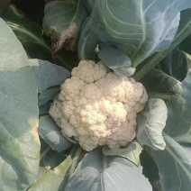 菜花