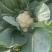菜花