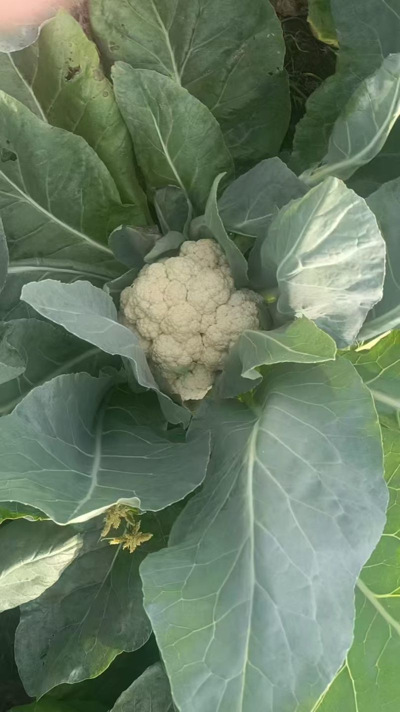 菜花