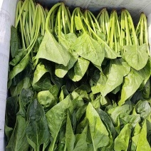 北京菠菜小叶菠菜供应社区团购企事业单位配送学校餐饮酒店等