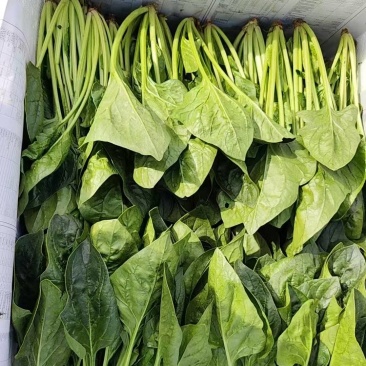 北京菠菜小叶菠菜供应社区团购企事业单位配送学校餐饮酒店等