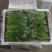 北京菠菜小叶菠菜供应社区团购企事业单位配送学校餐饮酒店等