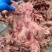 【熟牛头肉】五香去皮牛头肉去油去淋巴纯干无冰