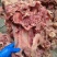【熟牛头肉】五香去皮牛头肉去油去淋巴纯干无冰