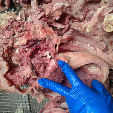 【熟牛头肉】五香去皮牛头肉去油去淋巴纯干无冰
