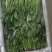 北京菠菜小叶菠菜大量供应北京市学校企业食堂、农贸市场