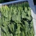 北京菠菜小叶菠菜大量供应北京市学校企业食堂、农贸市场