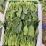 北京菠菜小叶菠菜大量供应北京市学校企业食堂、农贸市场