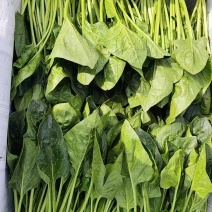 北京菠菜小叶菠菜大量供应北京市学校企业食堂、农贸市场