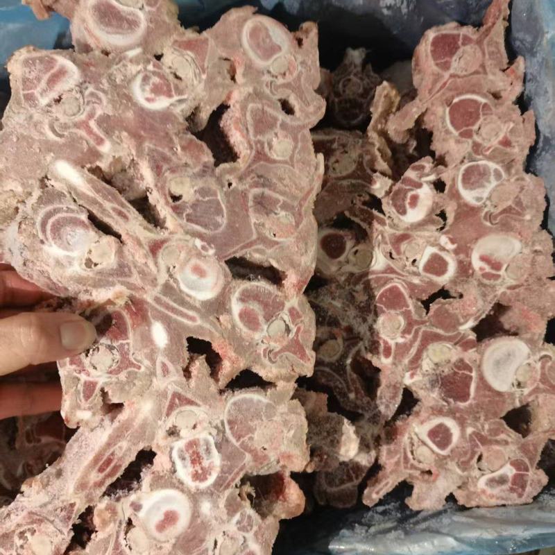 多肉羊蝎子