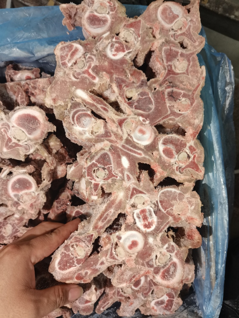 多肉羊蝎子