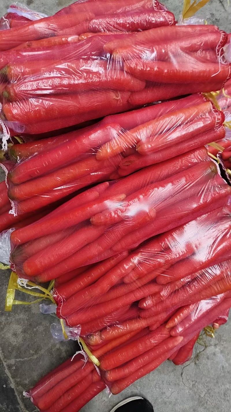 精品红萝卜秤杆红萝卜常年走货大量供应可视频看货欢