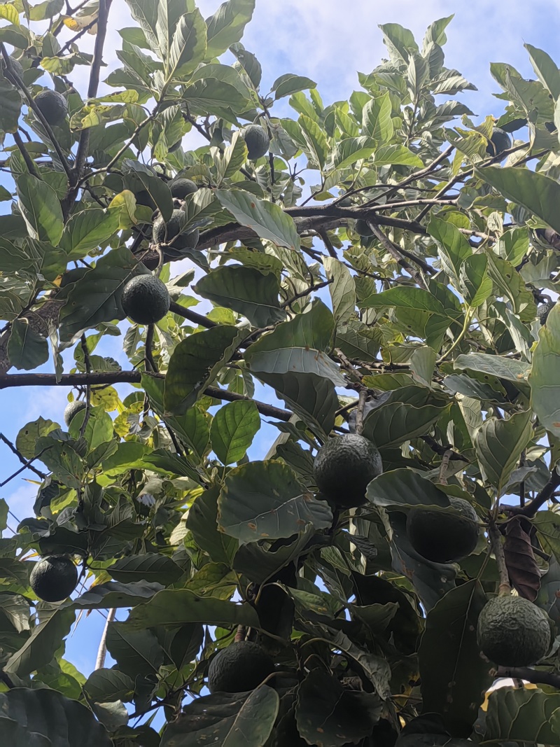 牛油果
