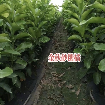 金秋沙糖桔杯苗和裸根苗