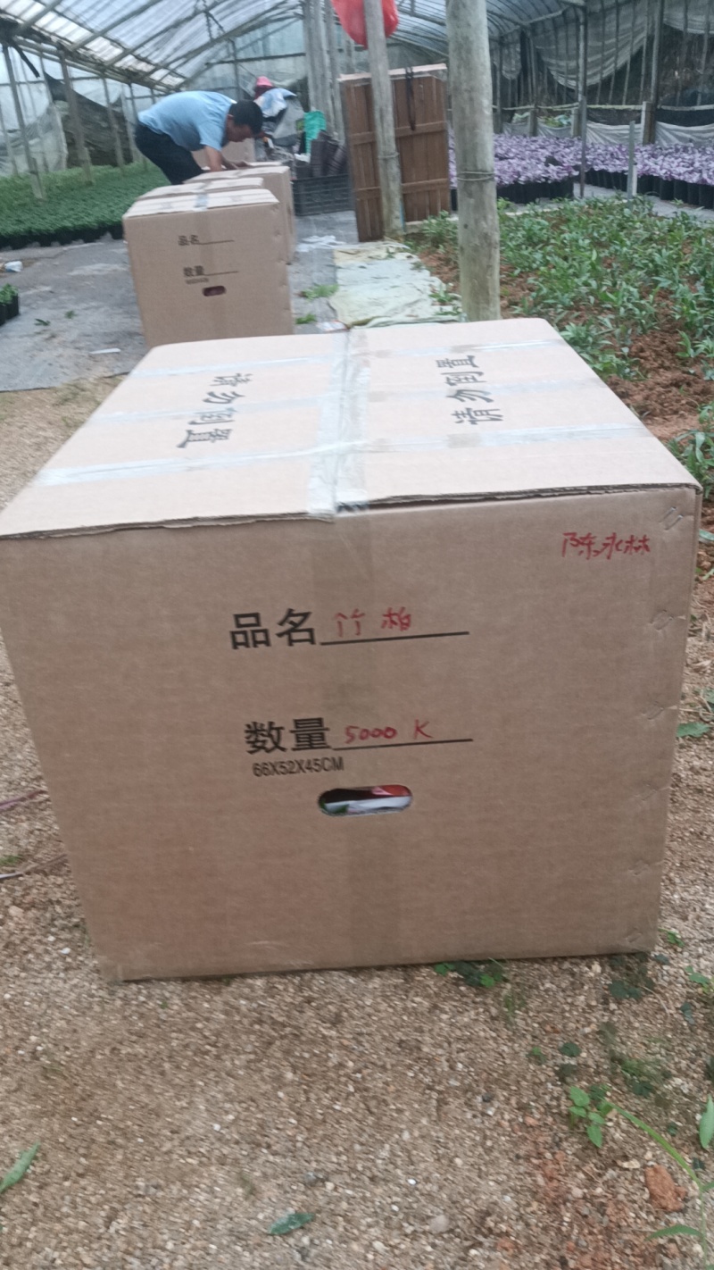 竹柏杯苗15棵每杯