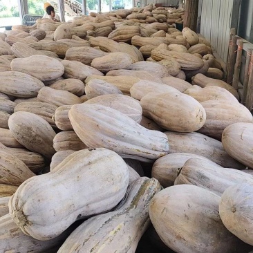 南瓜蜜本南瓜对接市场价格透明质量保证