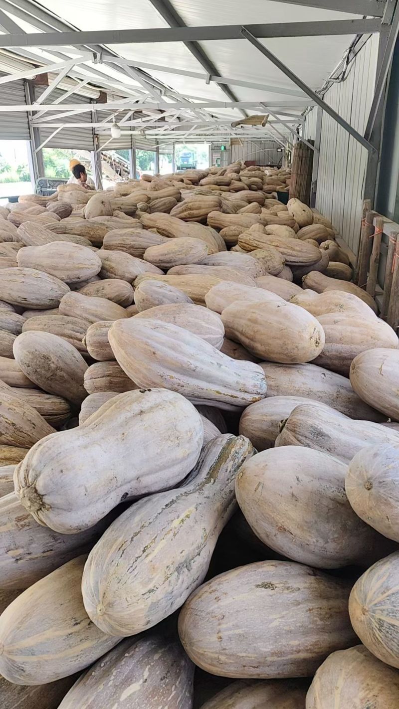 南瓜蜜本南瓜对接市场价格透明质量保证