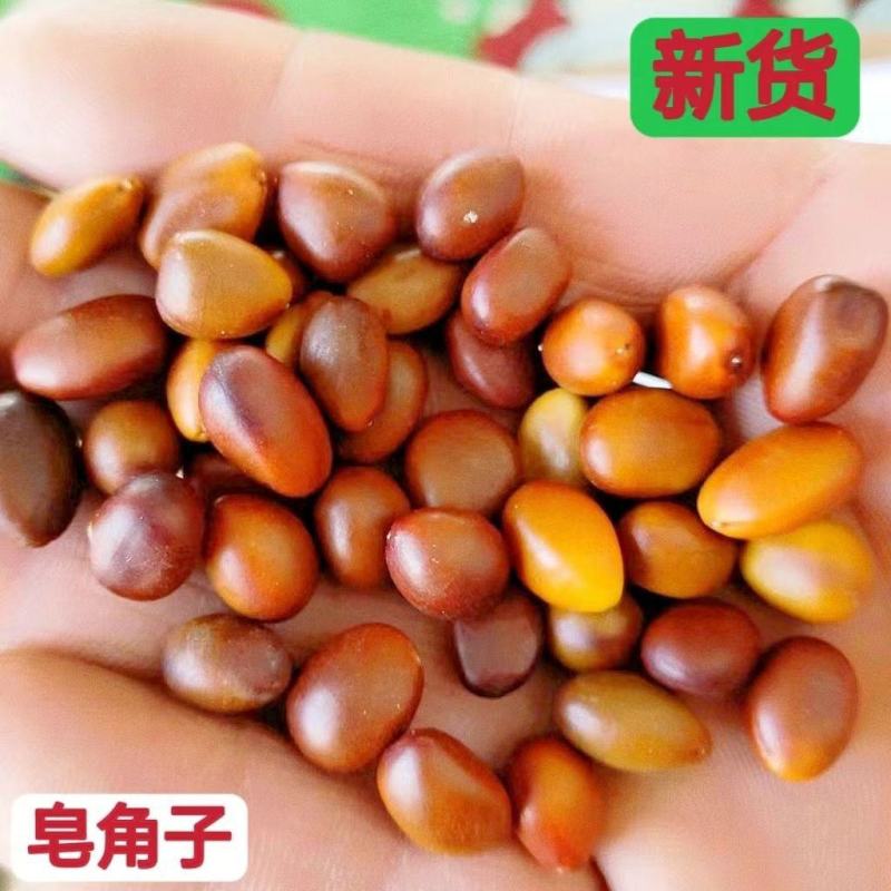 皂角子中药材皂角籽皂角核皂荚籽皂荚子新货