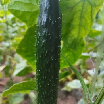 《密刺黄瓜》水果黄瓜/莘县黄瓜/大棚黄瓜/价格随行就市