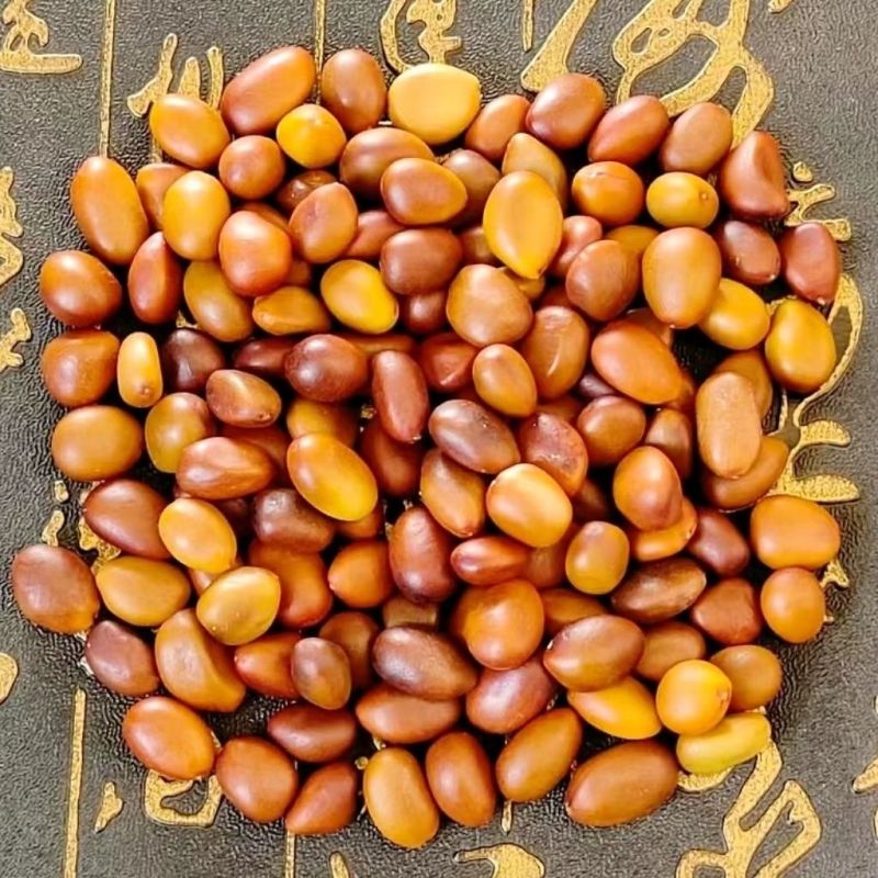 皂角子中药材皂角籽皂角核皂荚籽皂荚子新货