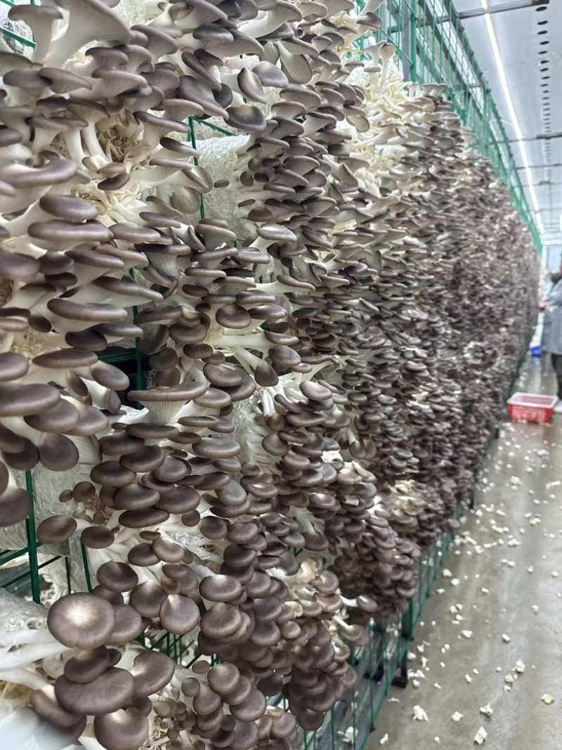 高品质真秀，欢迎咨询