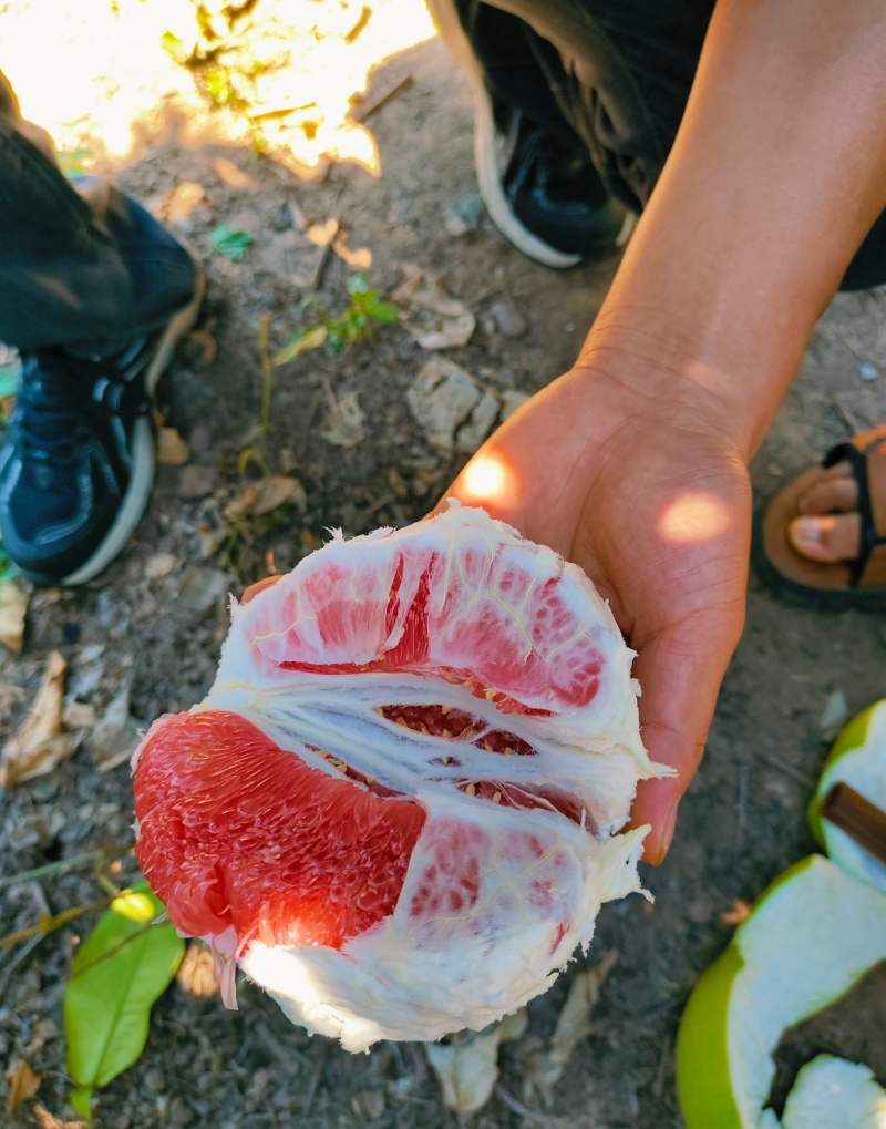 【推荐】红心柚大量接单产地直发量大从优欢迎来电